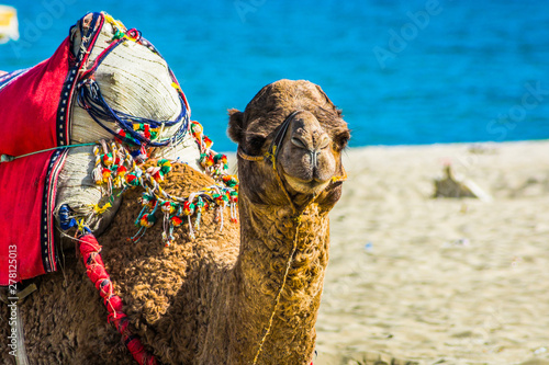 Loaded camel on moroccan beach on Mediterranean sea coast