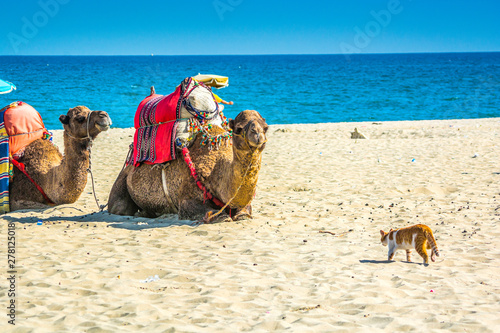 Unusual friendship between cat and camels on moroccan beach near Mediterranean Sea