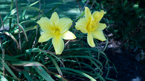 daylillies opened up