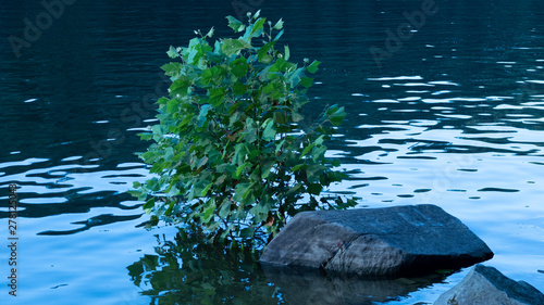 tree and rock at lake