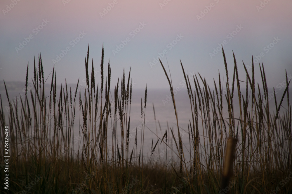 tall grass by ocean at dusk