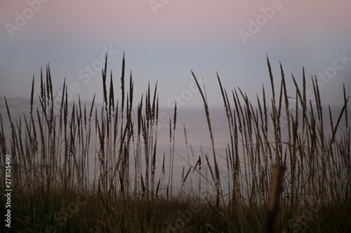 tall grass by ocean at dusk