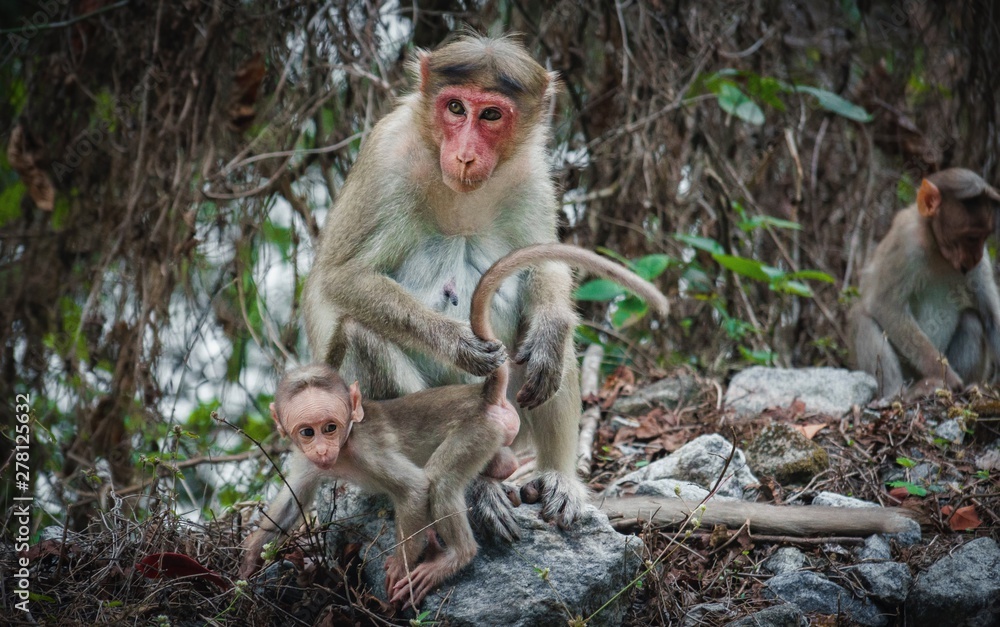 Fototapeta premium Mother love