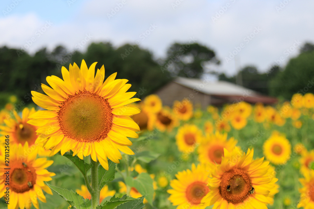 Obraz premium CUMMING, GA - JULY 10: (Photo by David J. Griffin)