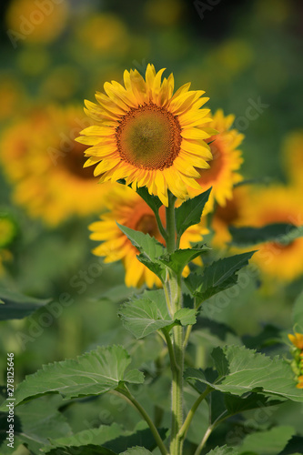 Early summer sunflowers in Cumming  Georgia.