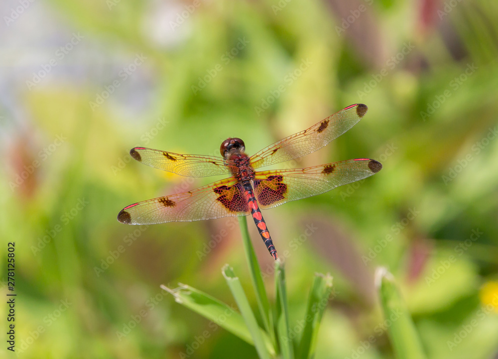 Calico Pennant Dragonfly