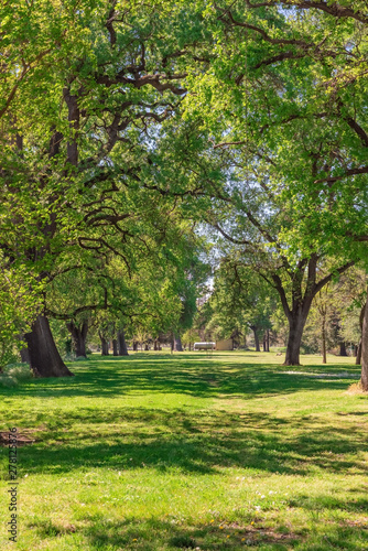 Toulumne River Trees in Modesto California