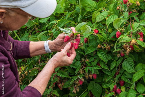 Close up of woman on a farm picking fresh raspberries on a stormy day, wearing maroon sweatshirt and white baseball hat, Pacific Northwest