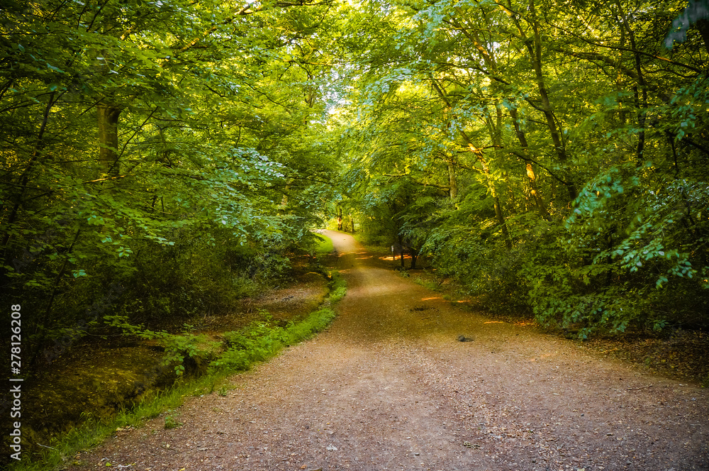 Fototapeta premium Beautiful forest with a tranquil walking path and deciduous green trees on the sides. (Epping Forest Walk, Essex, UK)