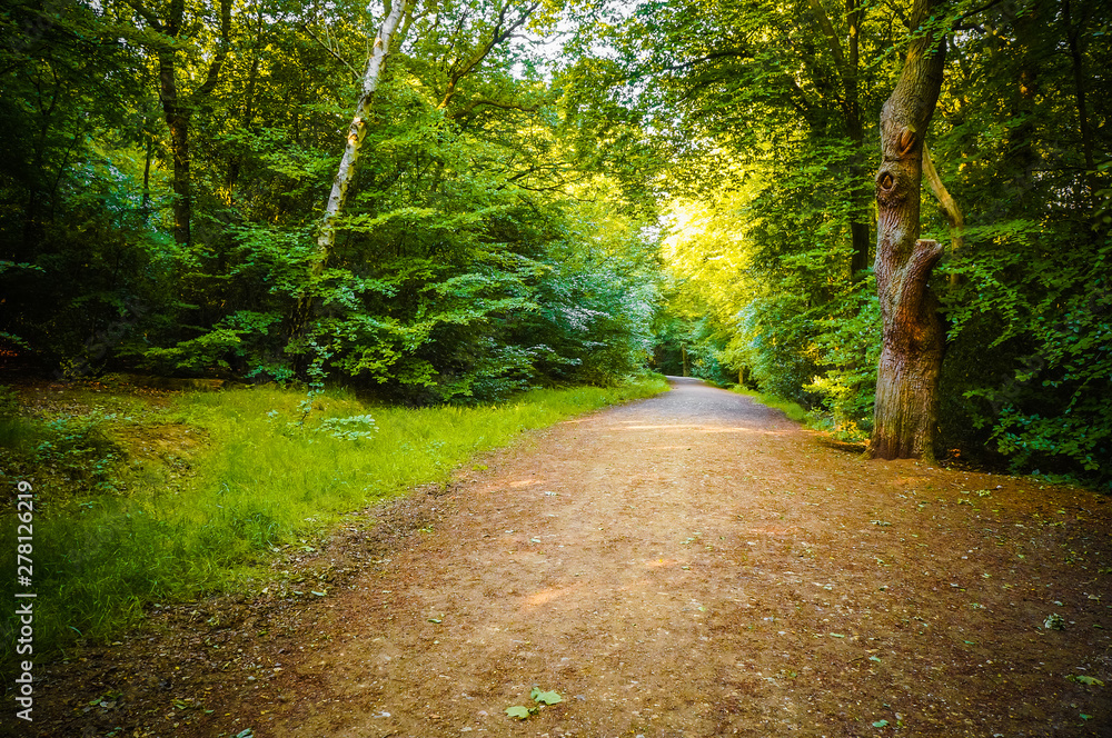 Fototapeta premium Beautiful forest with a tranquil walking path and deciduous green trees on the sides. (Epping Forest Walk, Essex, UK)