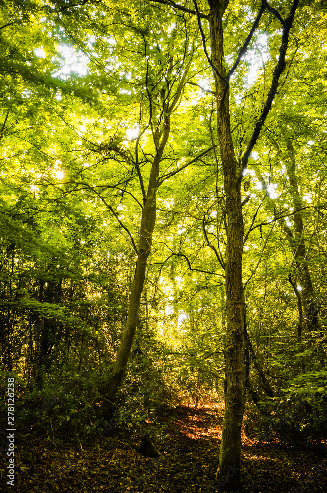 Beautiful rays of sunlight shining through green foliage in a calm woodland.  (Epping Forest, London, United Kingdom)