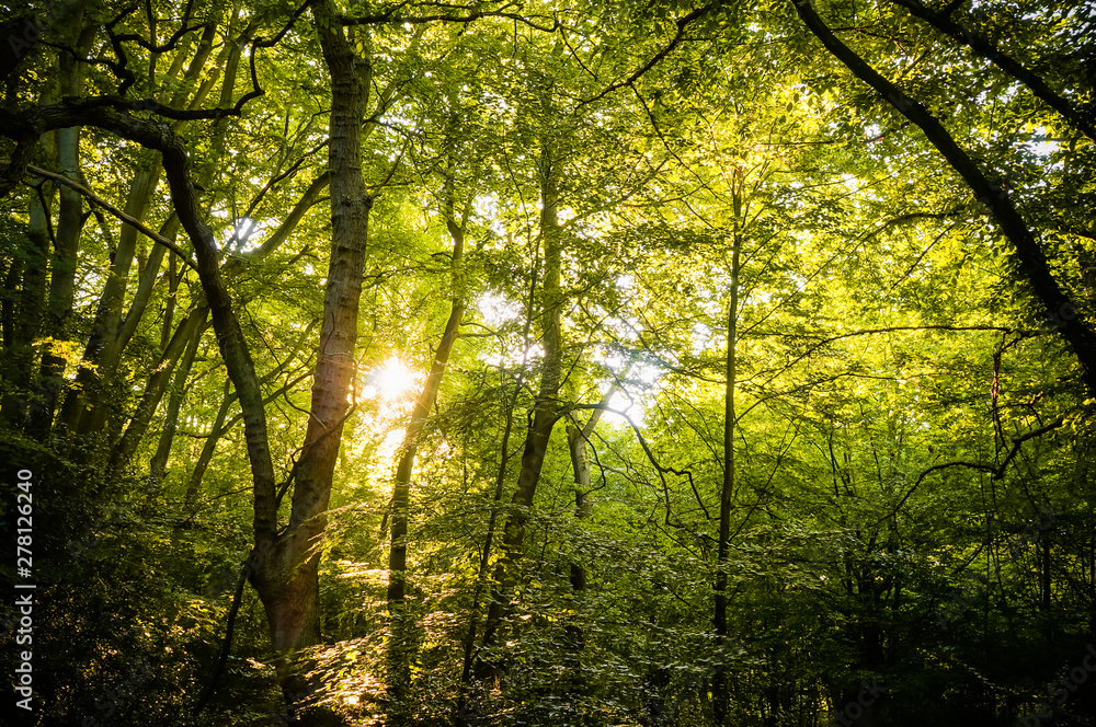 Obraz premium Beautiful rays of sunlight shining through green foliage in a calm woodland. (Epping Forest, London, United Kingdom)