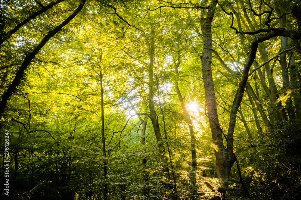Obraz premium Beautiful rays of sunlight shining through green foliage in a calm woodland. (Epping Forest, London, United Kingdom)