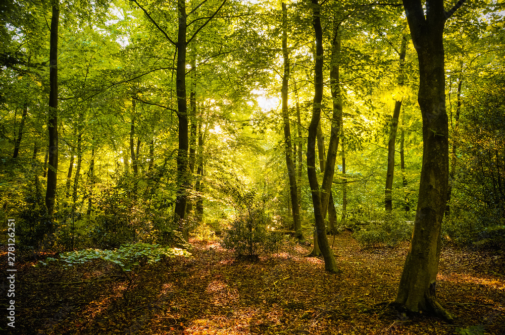 Obraz premium Piękne promienie słońca wpadające przez zielone liście w spokojnym lesie. (Epping Forest, Londyn, Wielka Brytania)