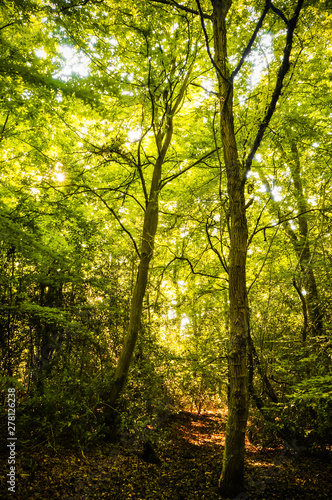 Beautiful rays of sunlight shining through green foliage in a calm woodland.   Epping Forest  London  United Kingdom 