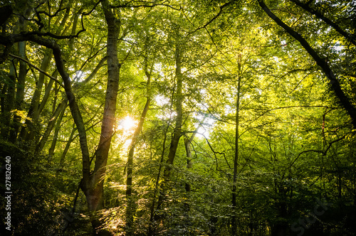 Beautiful rays of sunlight shining through green foliage in a calm woodland.   Epping Forest  London  United Kingdom 