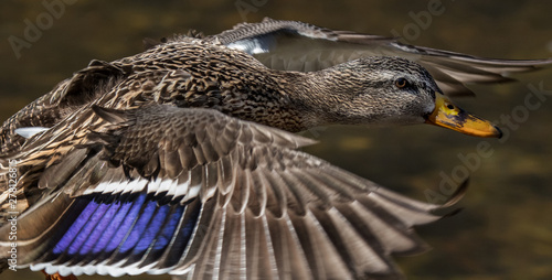 Mallard duck close up flying with wings outstreched photo