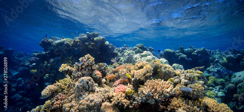 Obraz na plátně Coral Reef Underwater