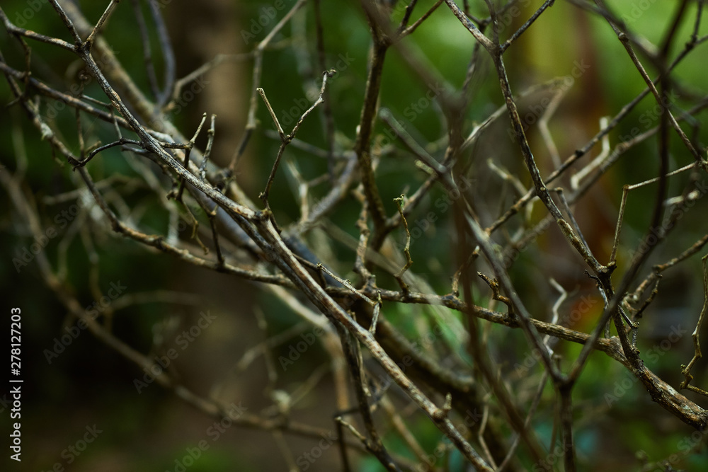 dry branches with green background dry branches with green background