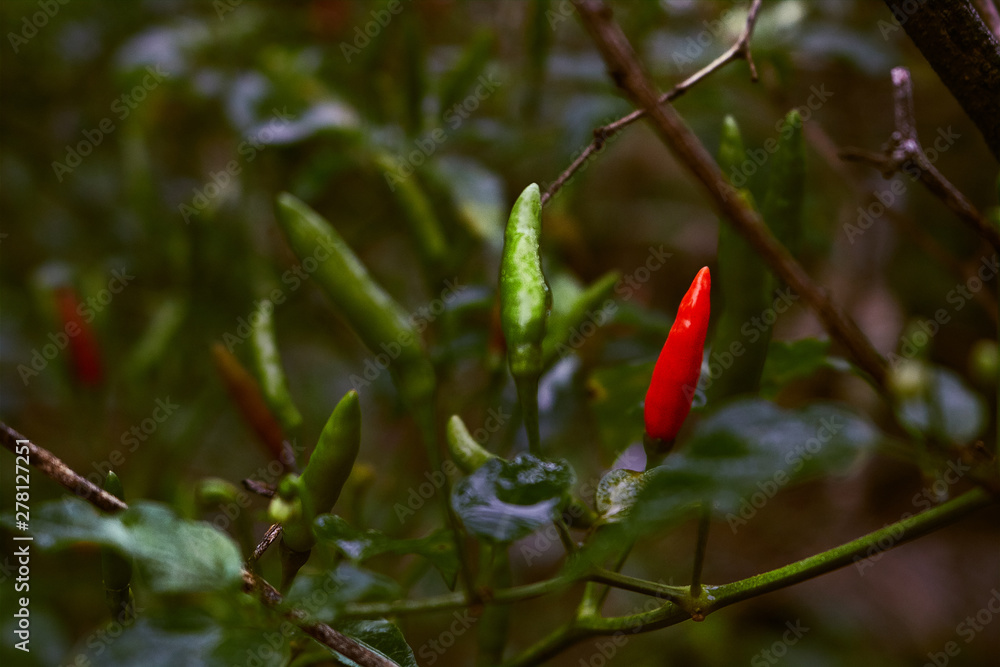 Chili plant with ripe green and red fruits