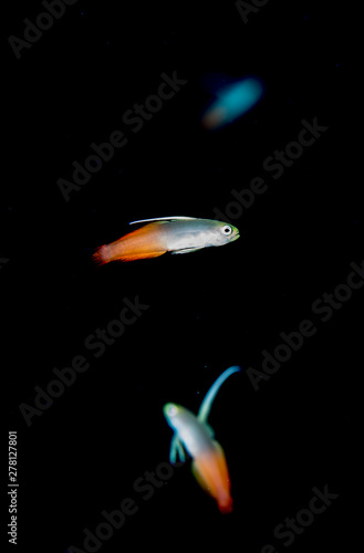 FIre goby
