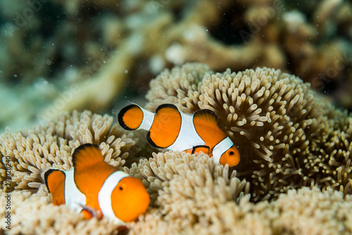 Fototapeta Naklejka Na Ścianę i Meble -  Clownfish lives in sea anemone