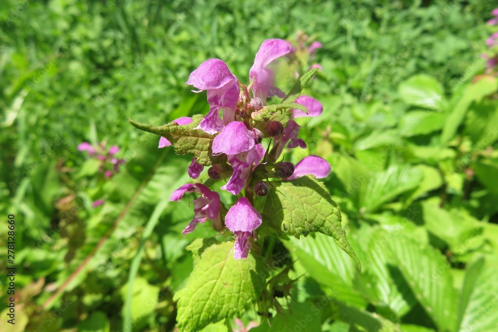 Purple lamium flowers in the meadow, closeup Purple lamium flowers in the meadow, closeup
