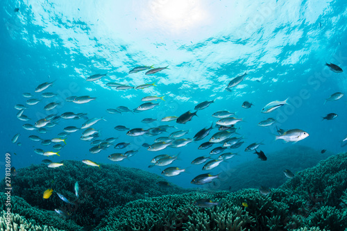 School of Striped large-eye bream