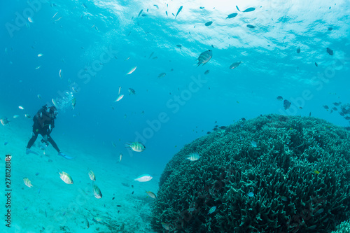 Blue green chromis and Staghorn damselfish 