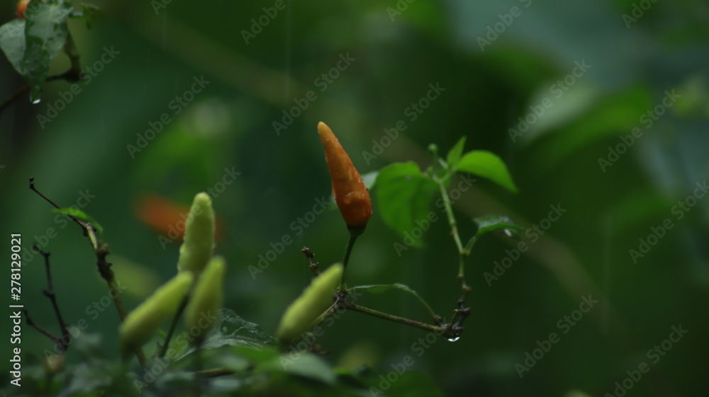 Chilli, Red chilli, Yellow chilli, Green chilli Chilli, Red chilli, Yellow chilli, Green chilli