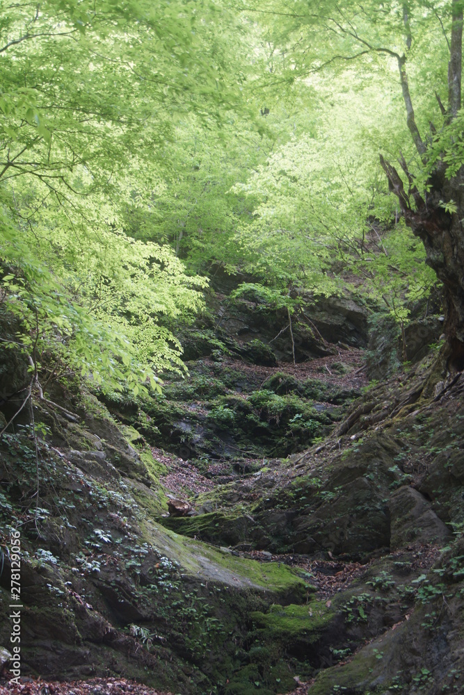 奥秩父 三峰参道の自然(渓谷) 奥秩父 三峰参道の自然(渓谷)