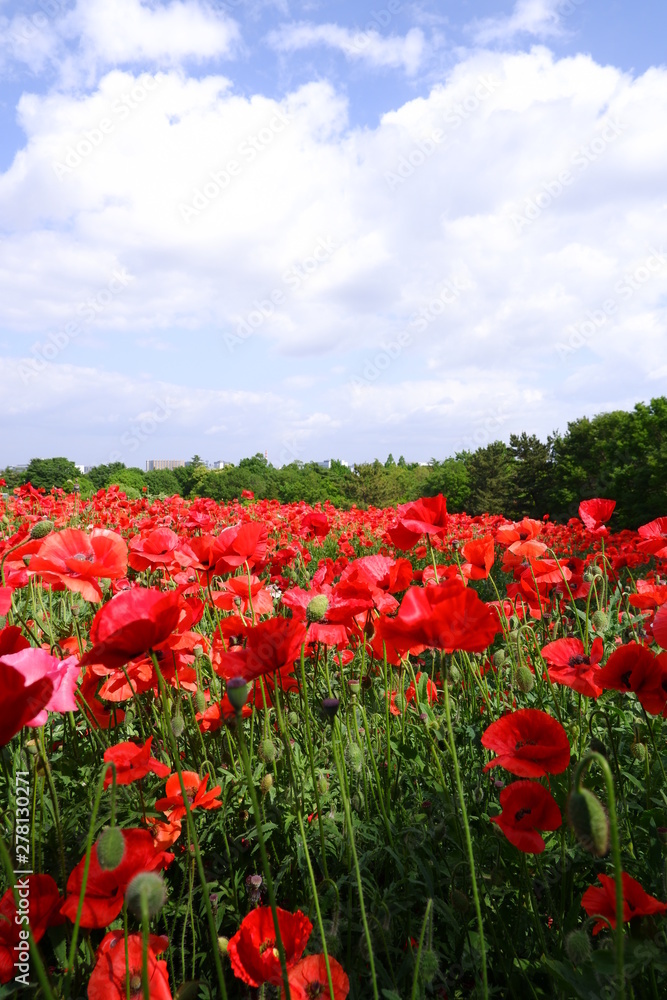 red poppy field 