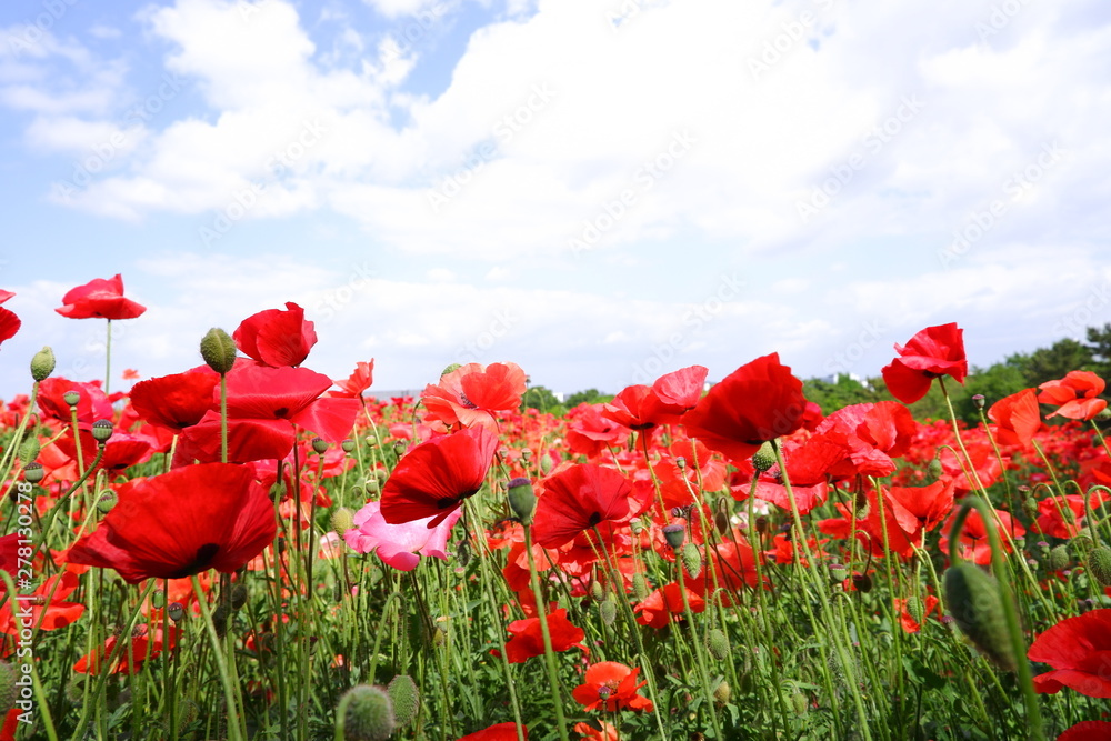 Naklejka premium red poppy field