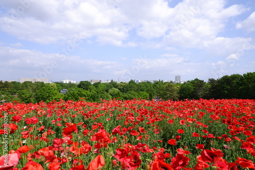 poppy field of red poppies