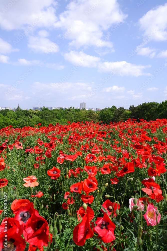 red poppy field 