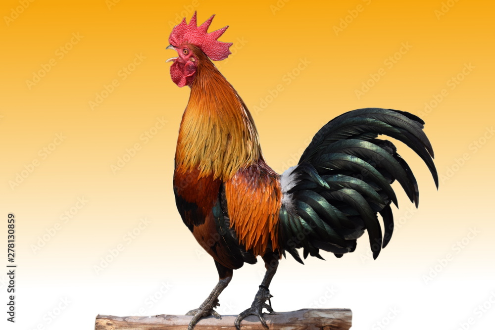 The rooster  singing on  white and orange background