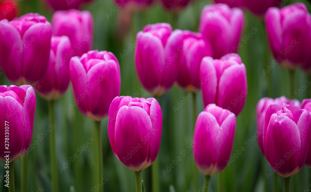 Spring tulips Spring tulips