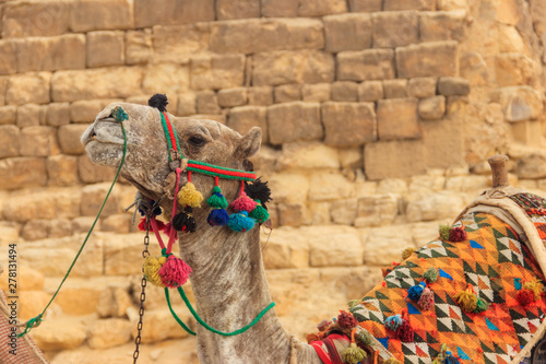 Сlose-up of camel on the Giza pyramid background