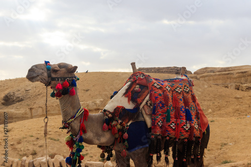 Camel with traditional bedouin saddle in Arabian desert  Egypt