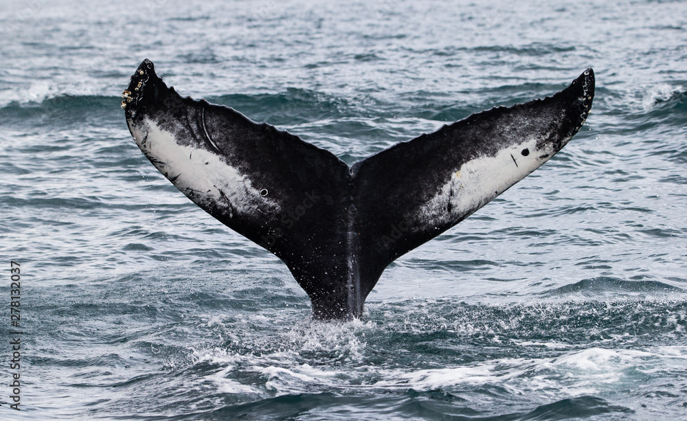 Fototapeta premium A whale's tail emerges