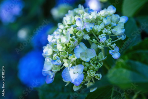 Blue hydrangea flower in the garden photo