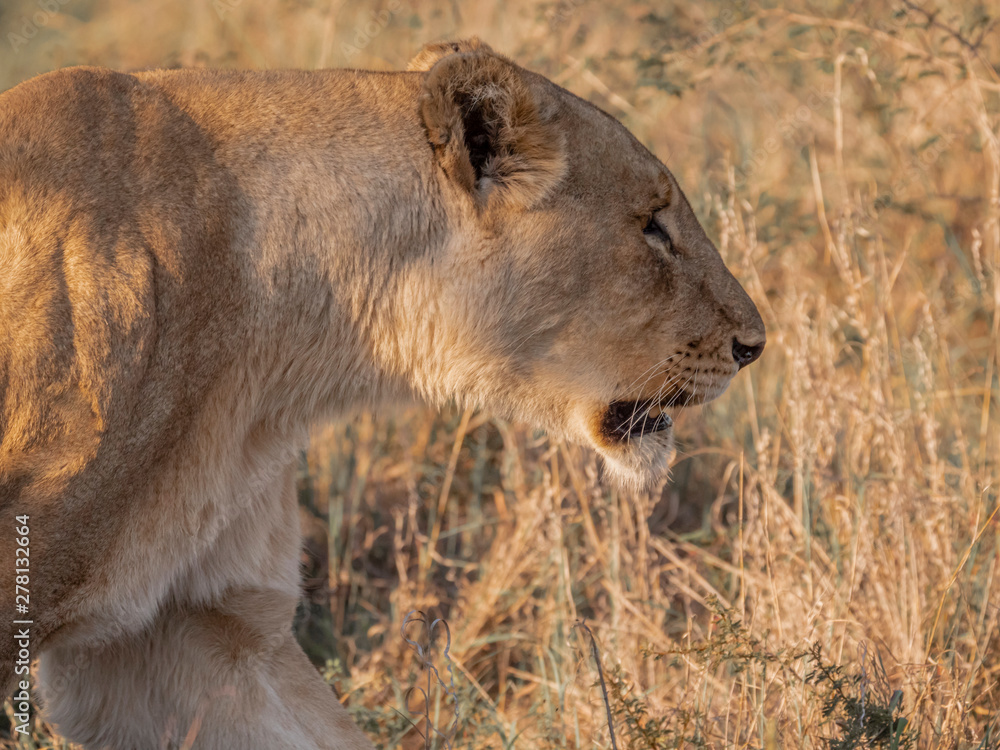 Naklejka premium Lion Walking