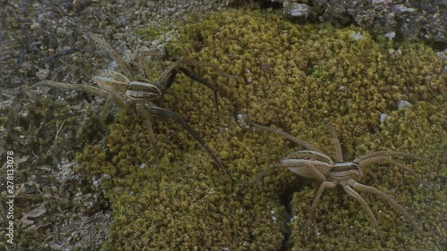 Male wolfspider approaching female 1224 3 photo