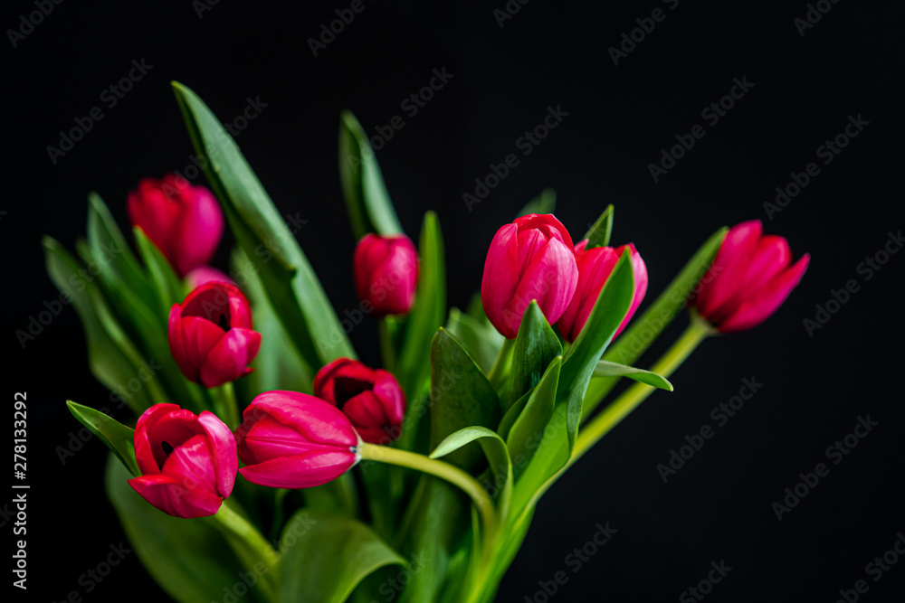 Beautiful fresh pink tulips bouquet on black background.