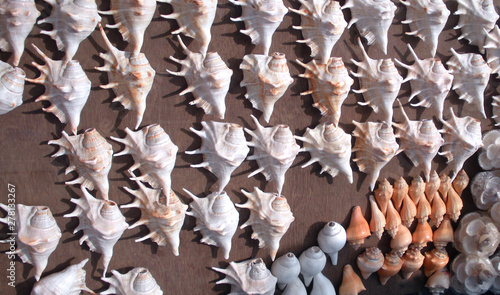 sea snail shell decoration, digha tourist market,India photo