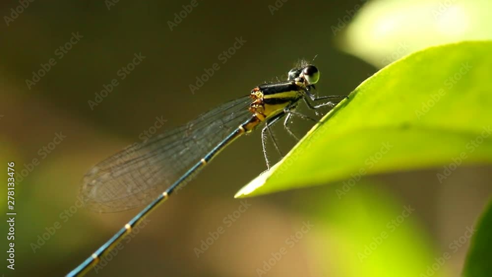 Dragonfly holding the leaf, Chiangmai Thailand Dragonfly holding the leaf, Chiangmai Thailand