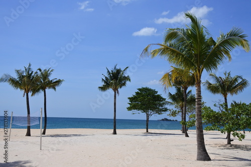 palm trees on the beach © Andrew