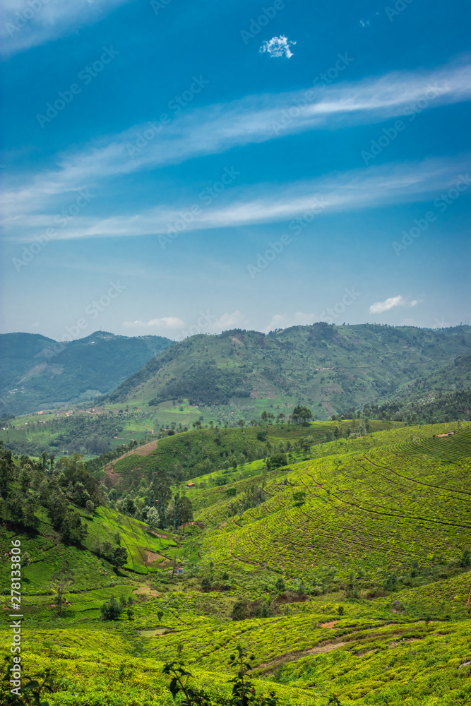 Naklejka premium Tea gardens in the foothills of western ghat
