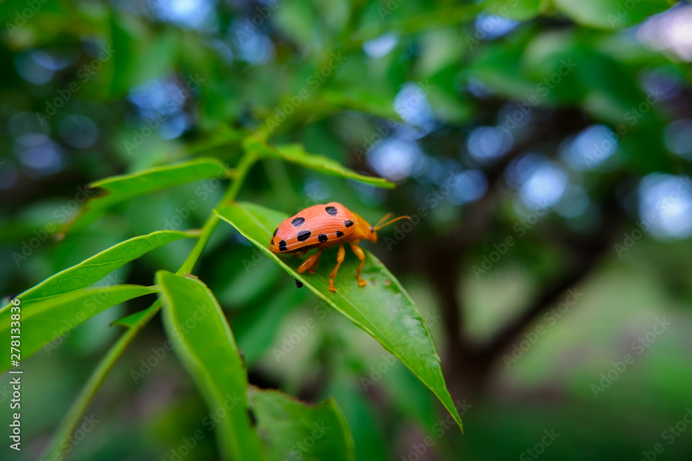 ladybug on a leaf