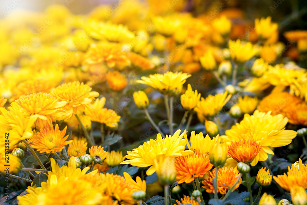 Closeup and crop yellow flowers in the garden background and wallpaper. Closeup and crop yellow flowers in the garden background and wallpaper.